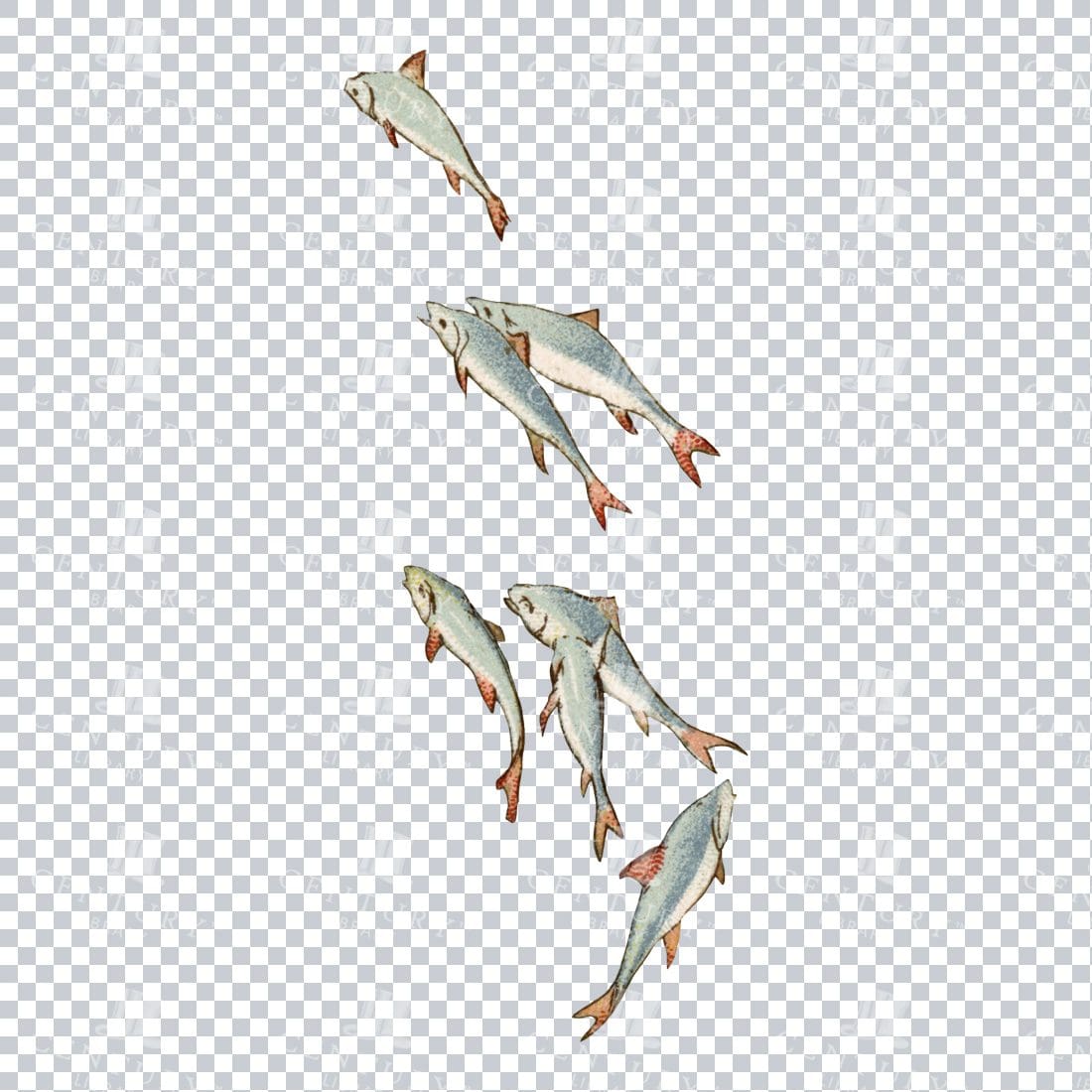 Shoal of Fish - Vintage PNG Illustration