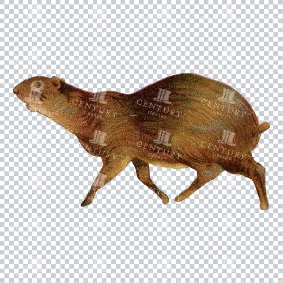 Vintage Full Color Illustration of a Small Mammal No.1