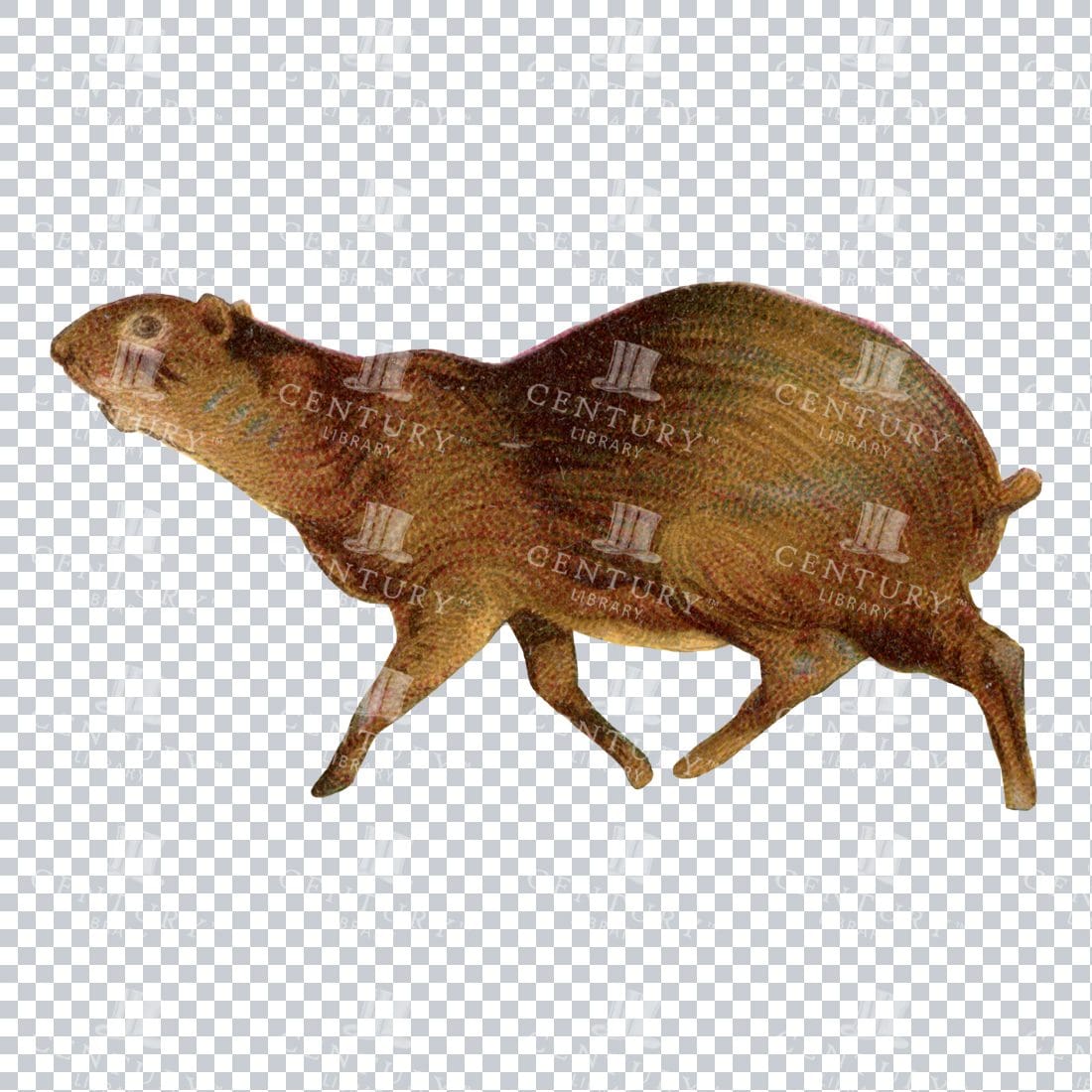 Vintage Full Color Illustration of a Small Mammal No.1