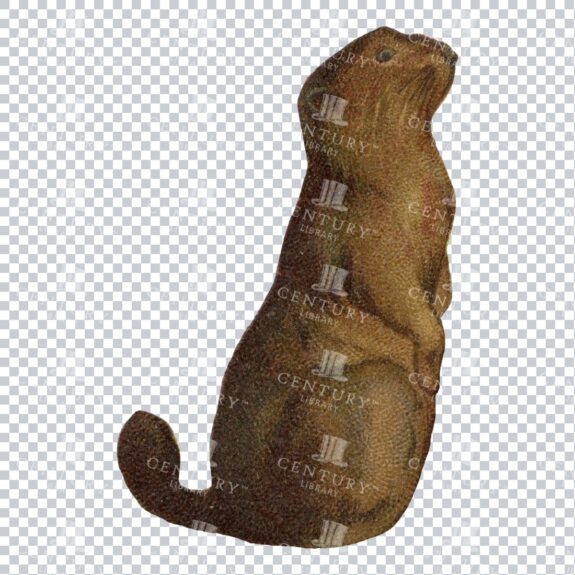 Vintage Full Color Illustration of a Small Mammal No.2
