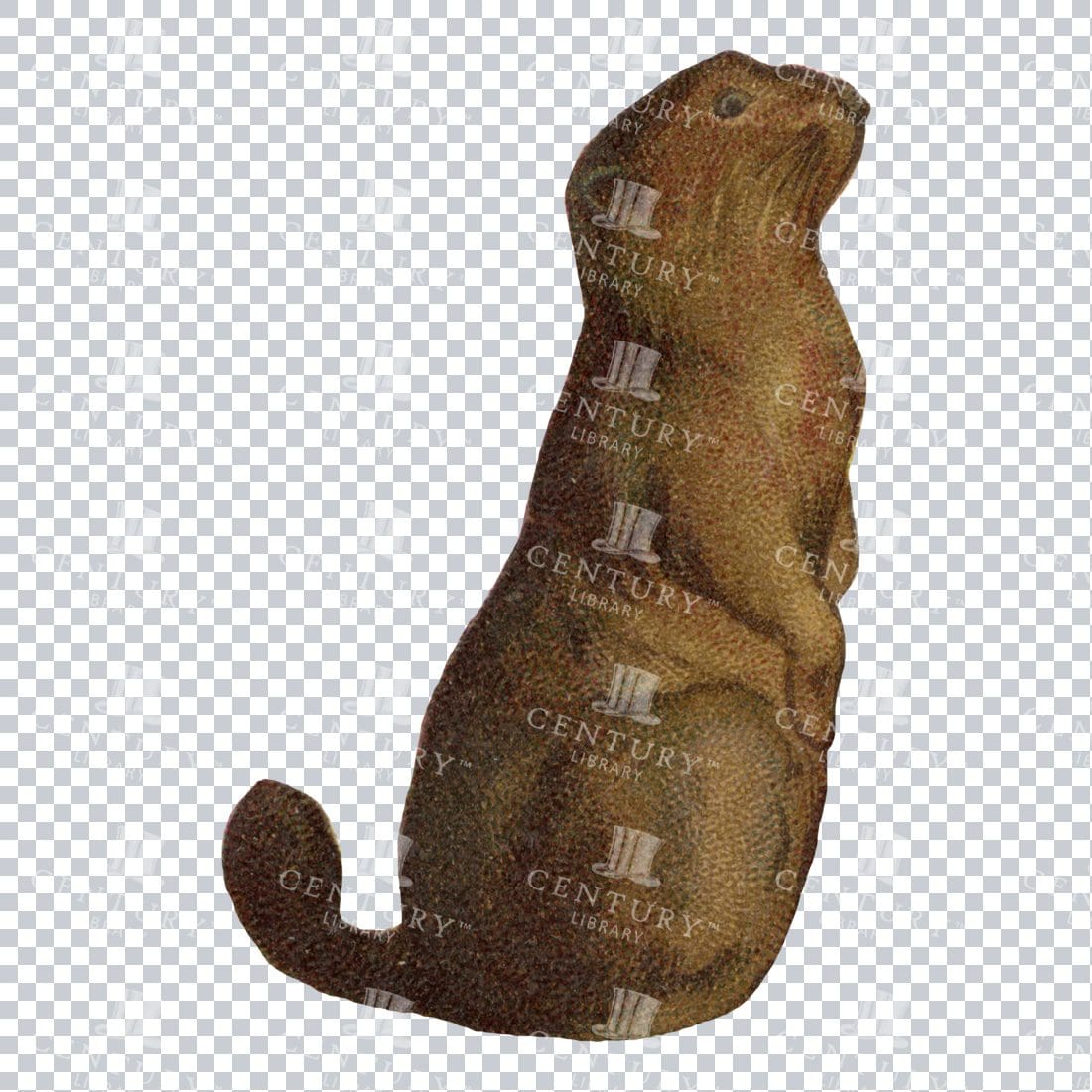 Vintage Full Color Illustration of a Small Mammal No.2