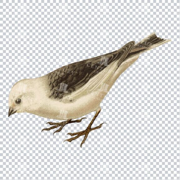 Vintage Painting / Illustration of a Snow Bunting Bird