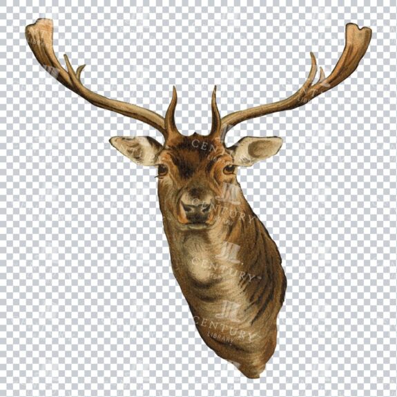 Full Color PNG Vintage Illustration of a Stag's Head