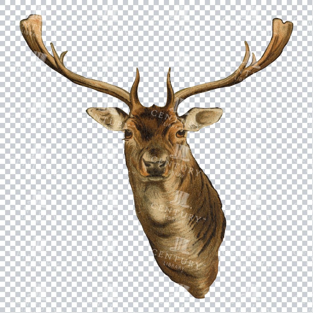 Full Color PNG Vintage Illustration of a Stag's Head