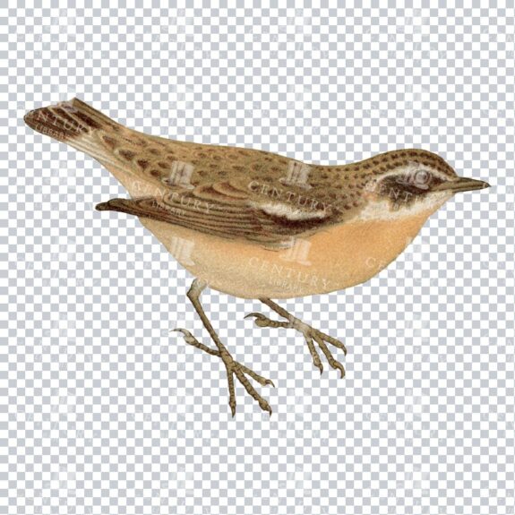 Vintage Painting / Illustration of a Stonechat Bird