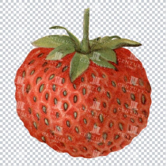 Vintage Full Color Illustration of a Strawberry No.2