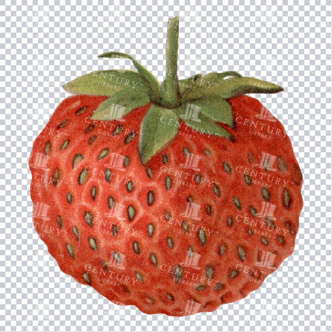 Vintage Full Color Illustration of a Strawberry No.2