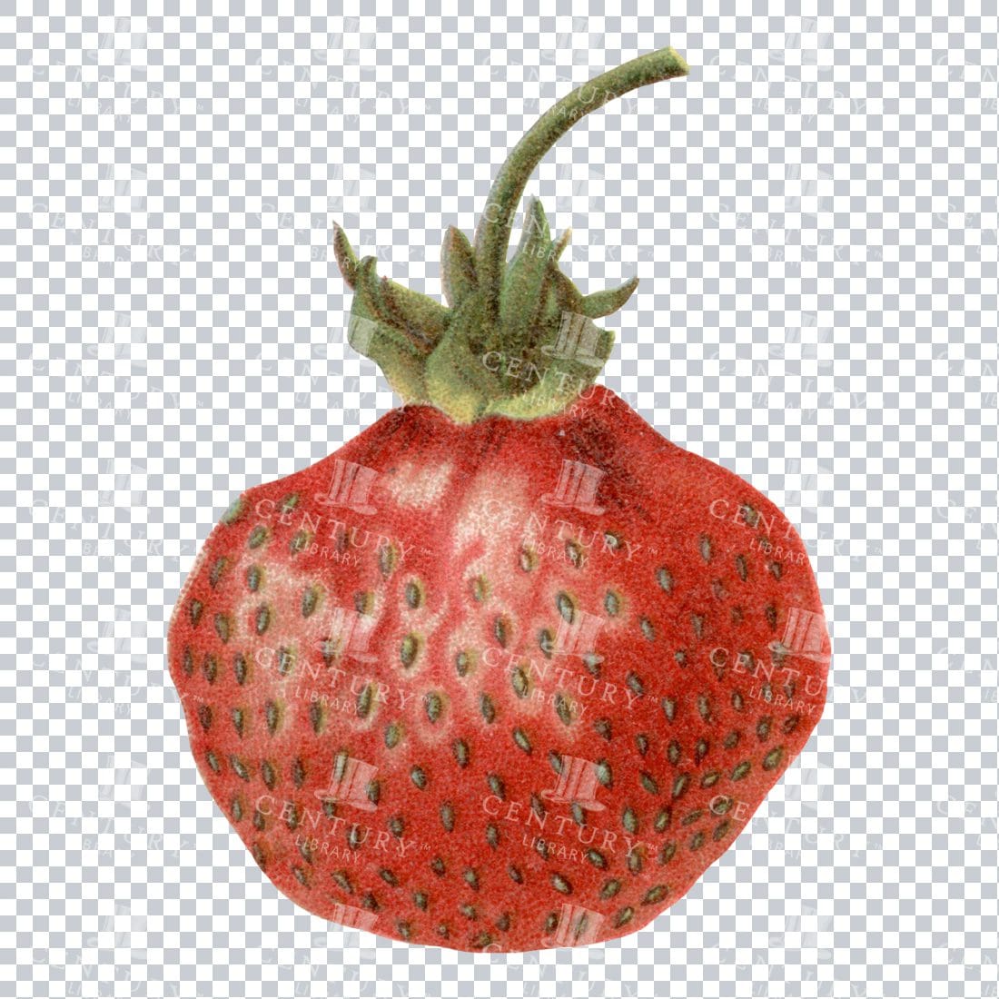 Vintage Full Color Illustration of a Strawberry No.3