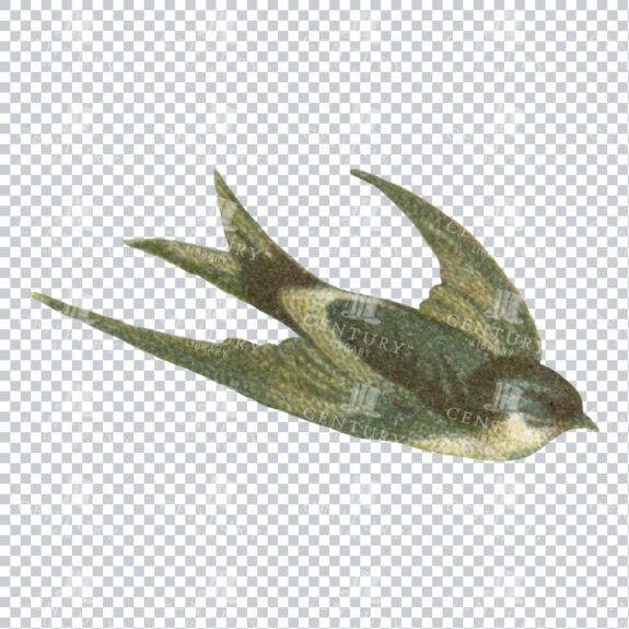 Small Illustration of a Diving Swallow Bird No.1