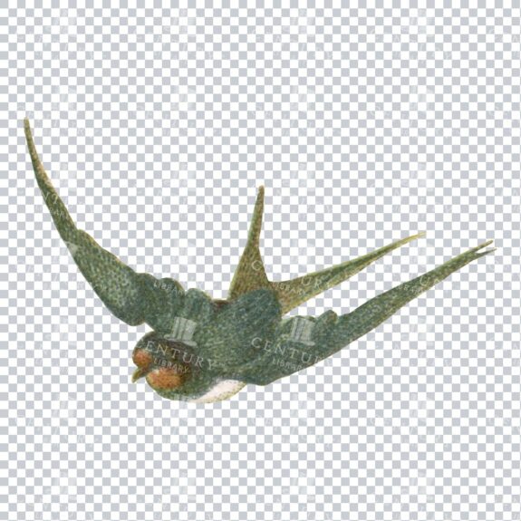 Small Illustration of a Diving Swallow Bird No.2