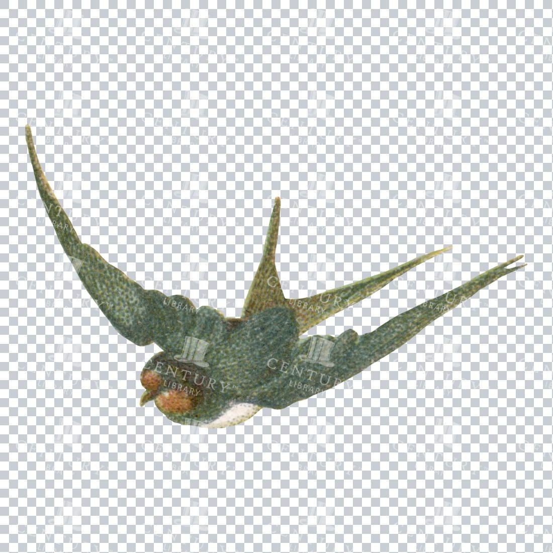Small Illustration of a Diving Swallow Bird No.2