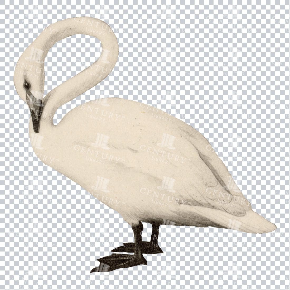 Vintage Clip Art Illustration of a Swan