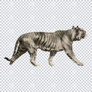 Sepia Toned PNG Illustration of a Walking Tiger