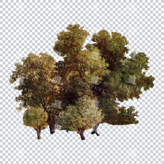 Vintage Photograph of some Trees - PNG Collage Clip Art