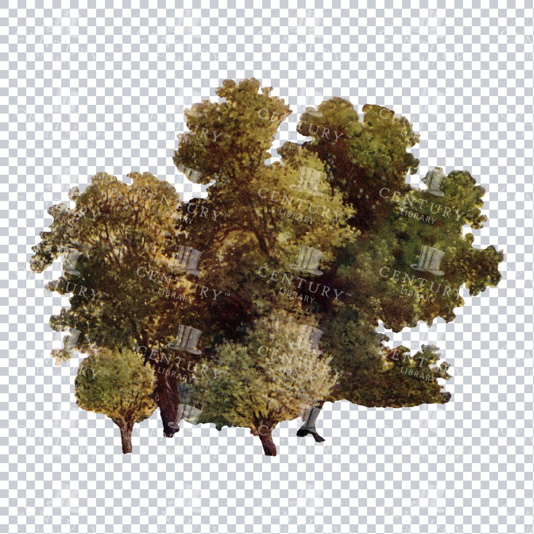 Vintage Photograph of some Trees - PNG Collage Clip Art