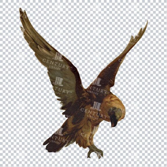 Antique Color Illustration of a Vulture with Wings Open