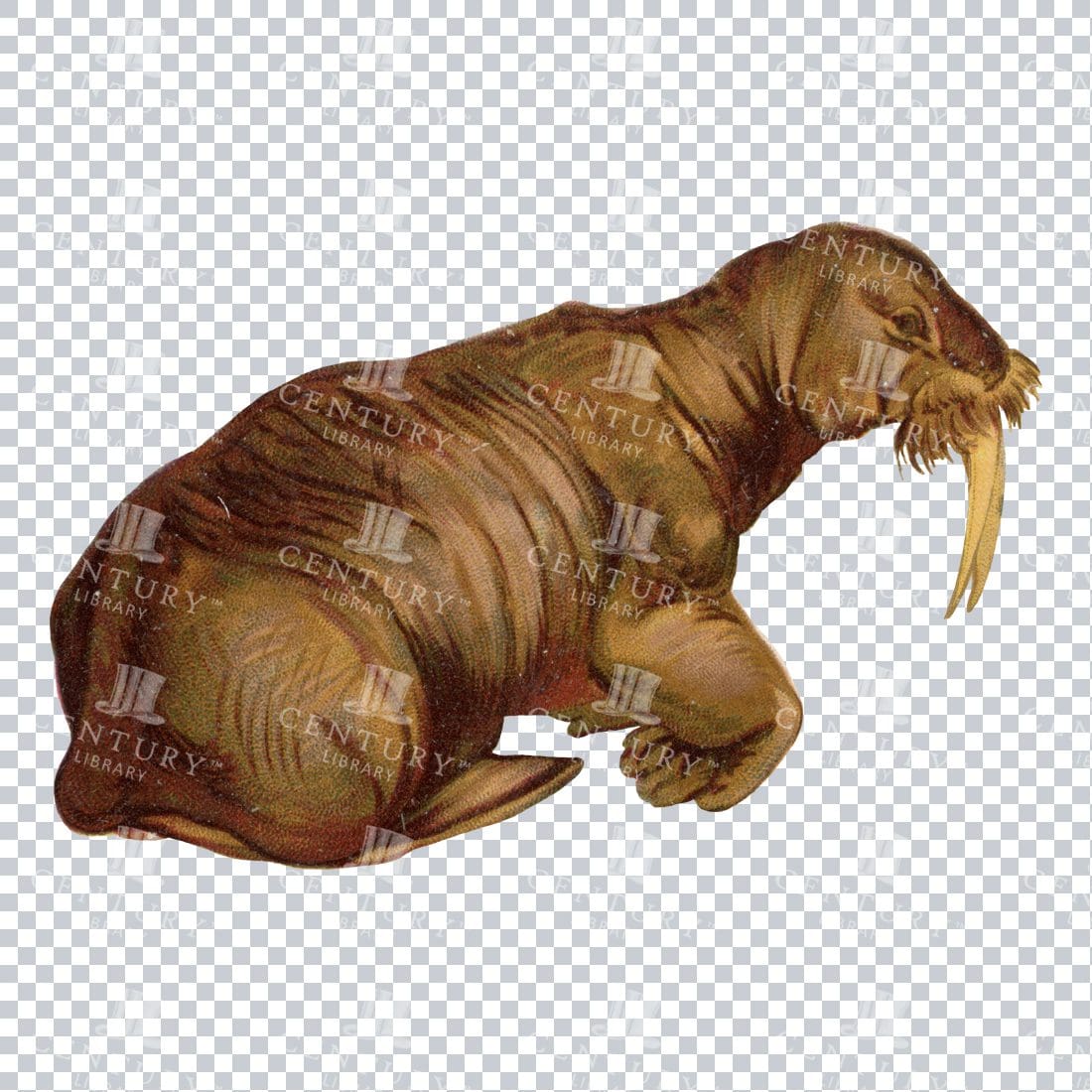 Antique Color PNG Illustration of a Walrus