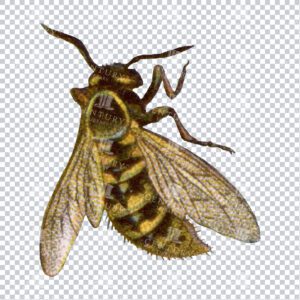 Colour PNG Illustration of a Wasp