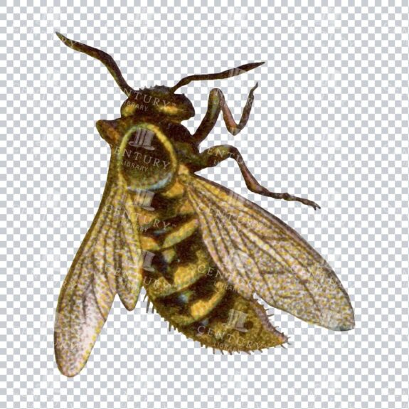 Colour PNG Illustration of a Wasp