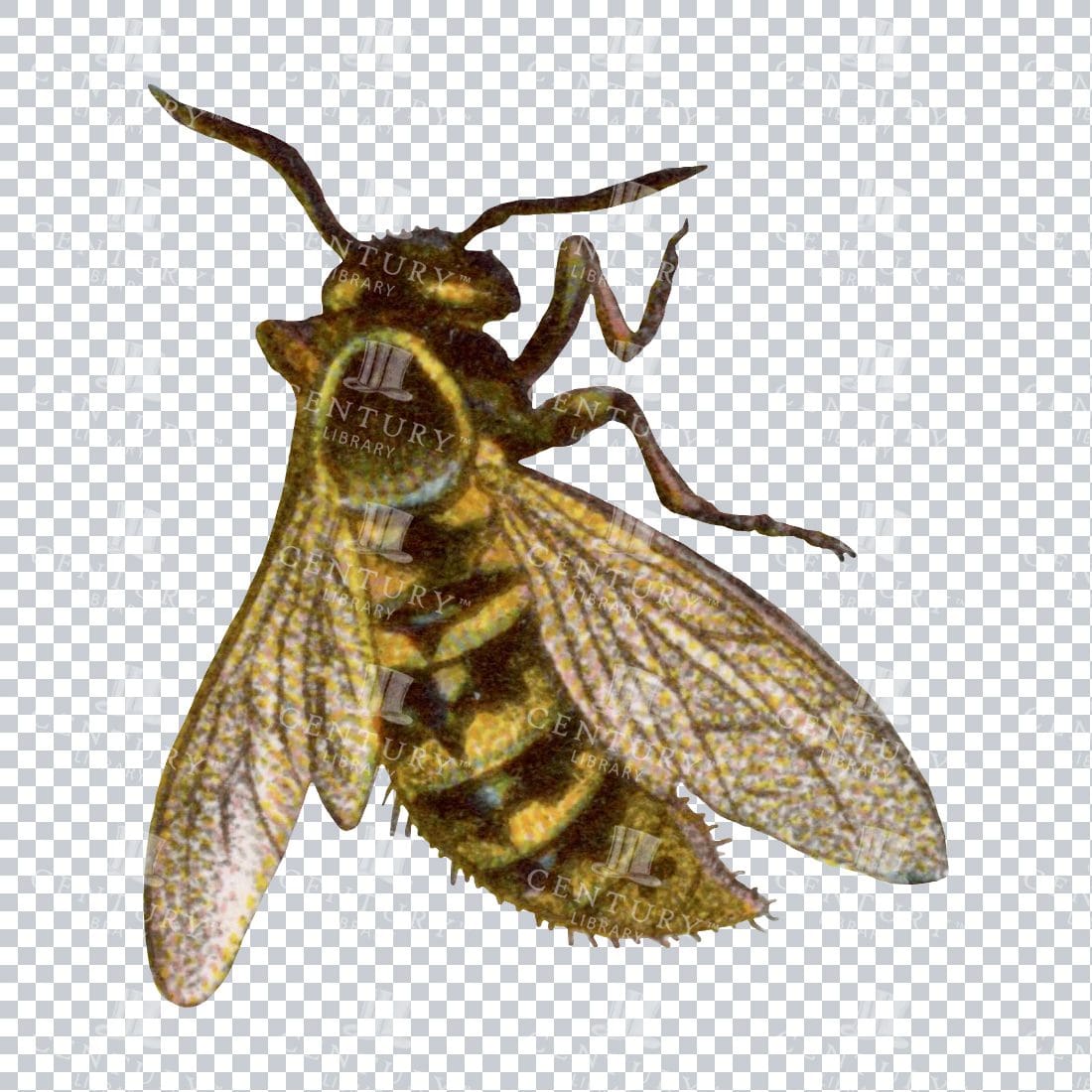 Colour PNG Illustration of a Wasp
