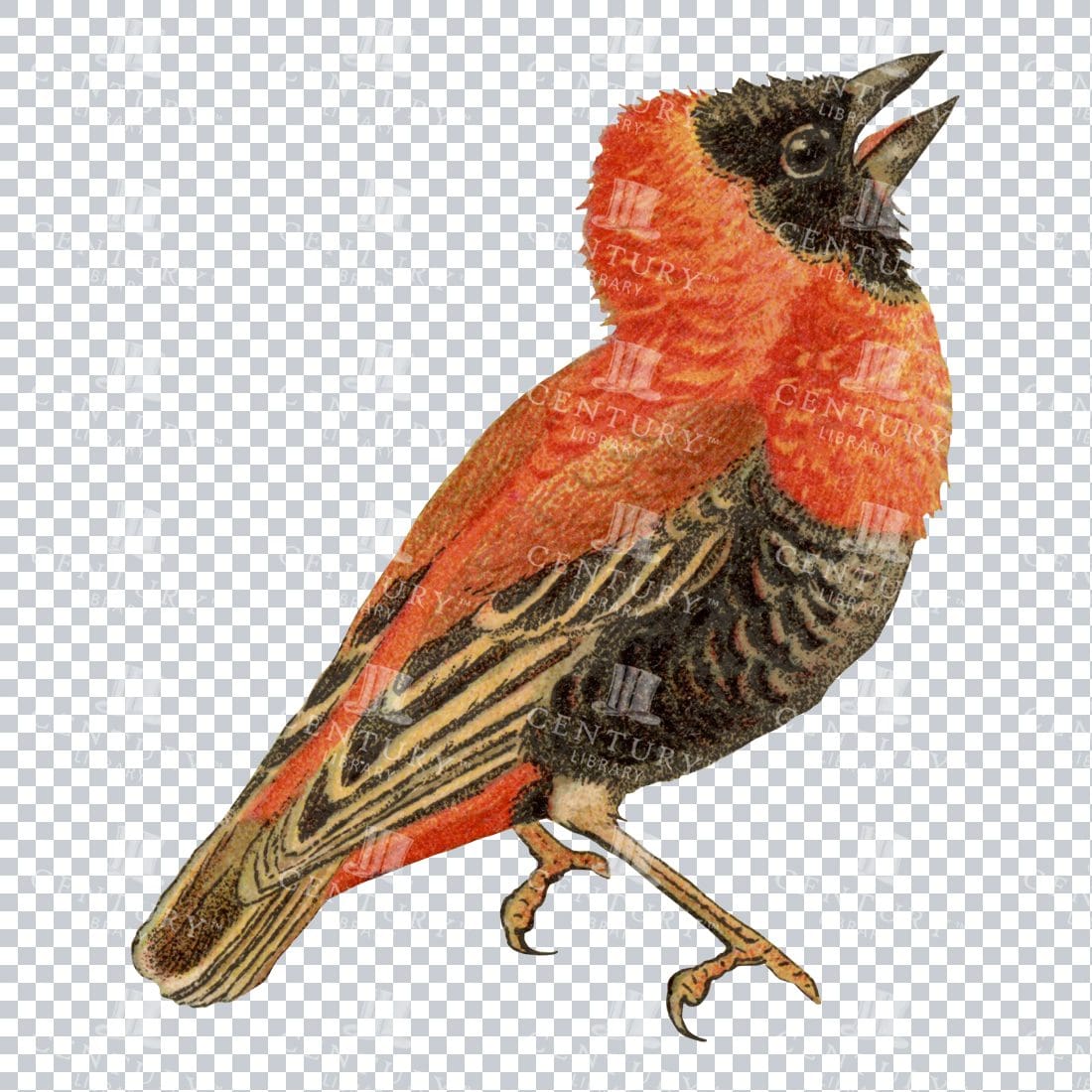 Color Vintage PNG Illustration of a Weaver Bird