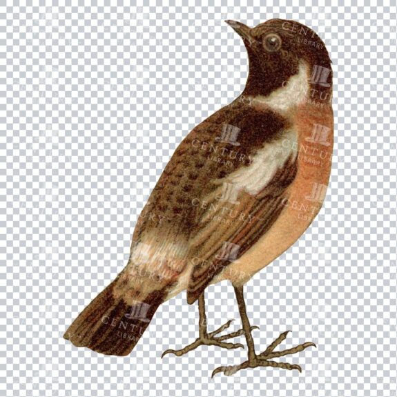 Vintage Color PNG Illustration of a Whinchat Bird