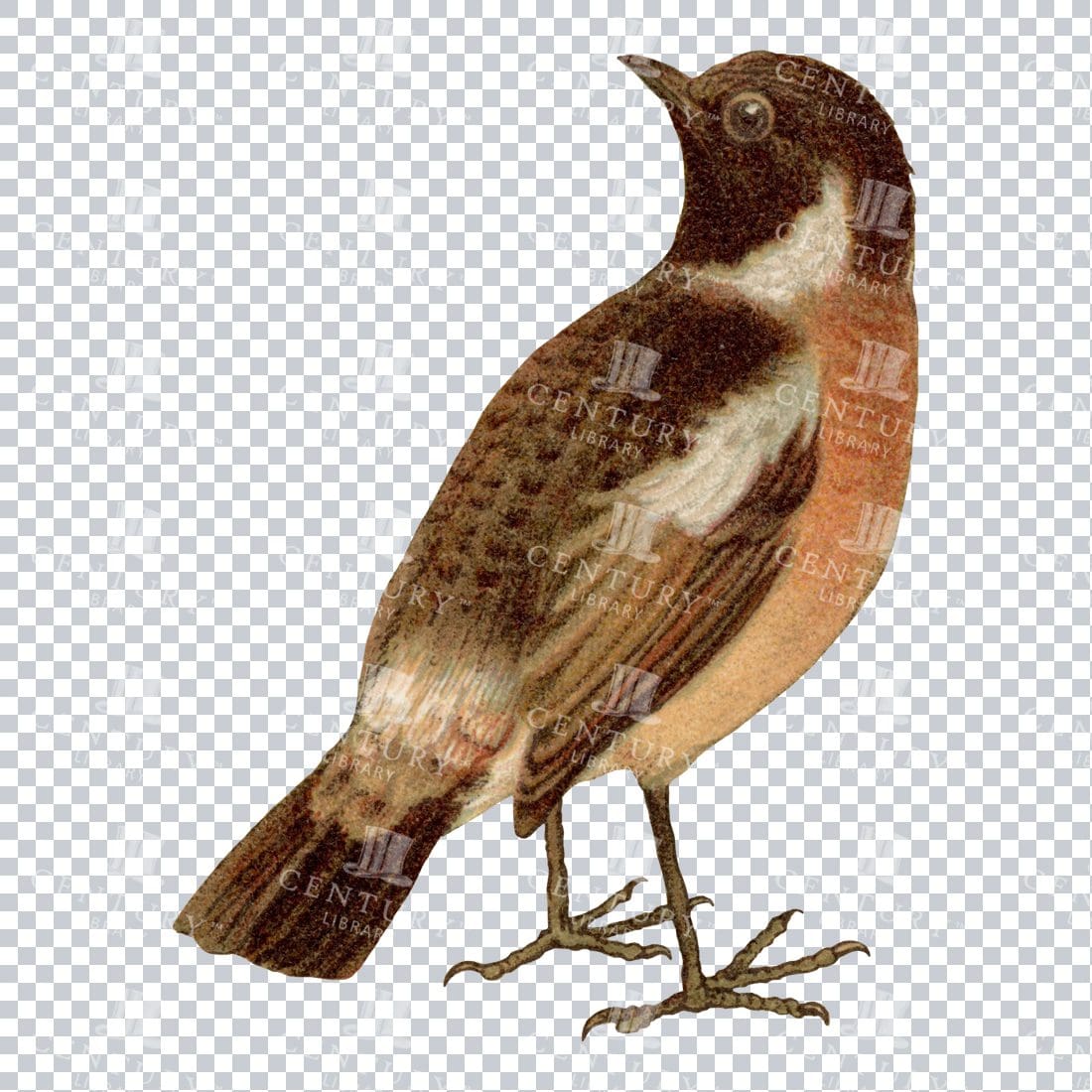 Vintage Color PNG Illustration of a Whinchat Bird