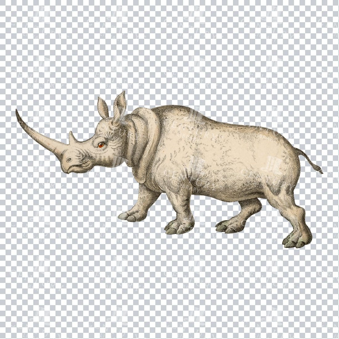 Detailed Color Line Art Illustration of a White Rhino