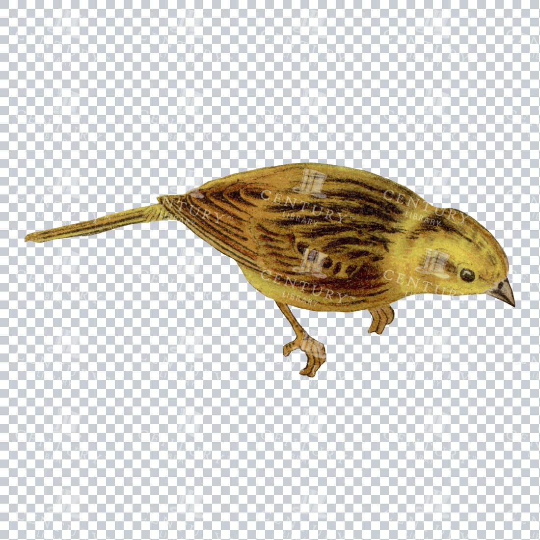 Vintage Illustration of a Yellow Bunting Bird