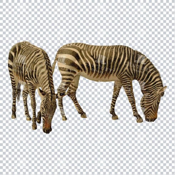 Vintage PNG Illustration of Two Zebra Grazing