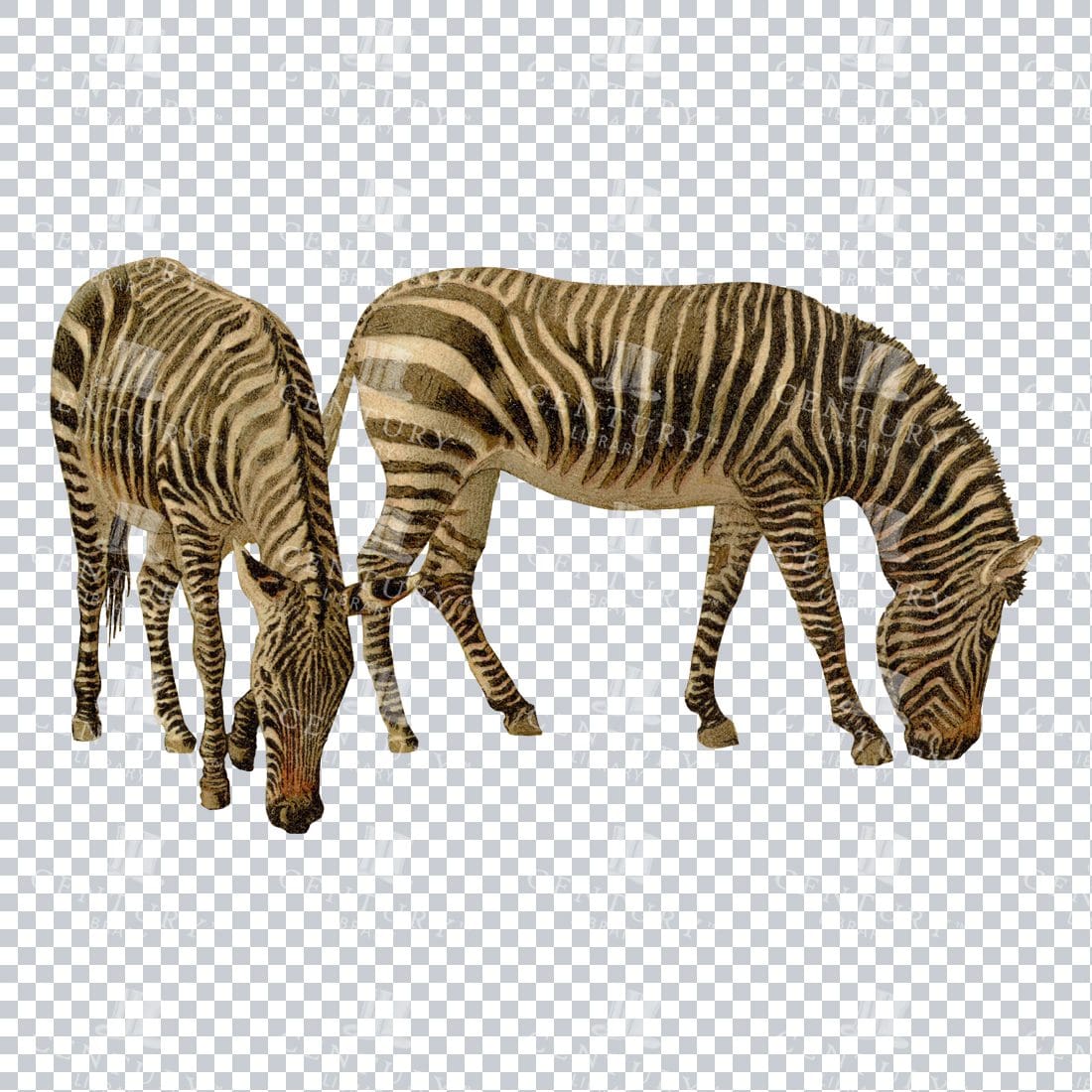 Vintage PNG Illustration of Two Zebra Grazing