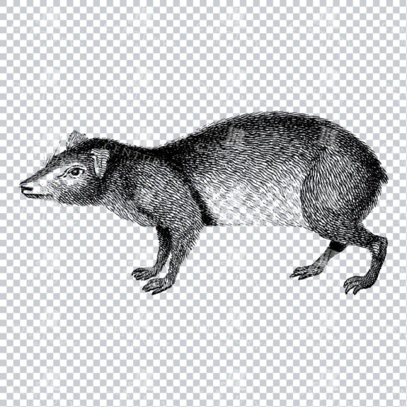 Line Art PNG Illustration Mammal - Agouti