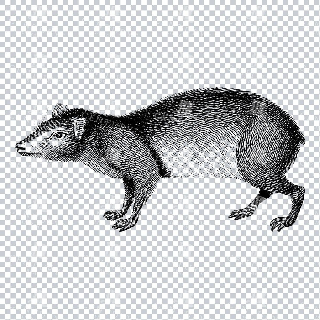 Line Art PNG Illustration Mammal - Agouti