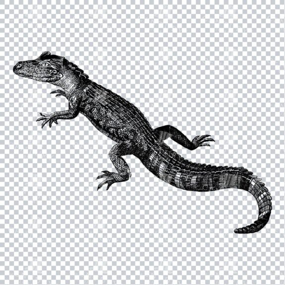 Line Art PNG Illustration of an Alligator