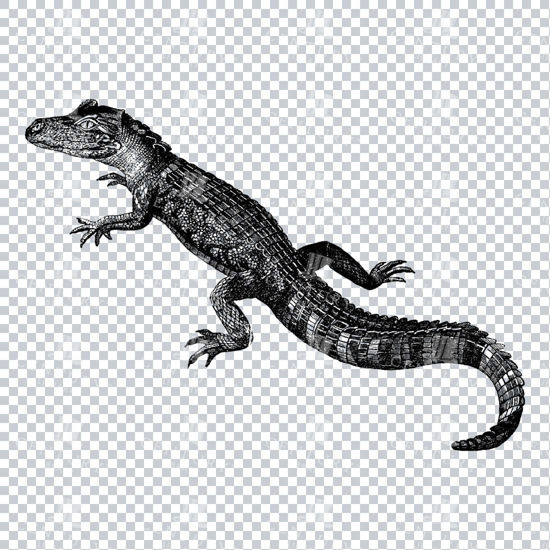 Line Art PNG Illustration of an Alligator