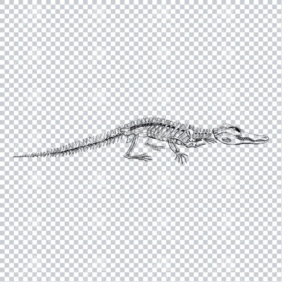 Line Art PNG Illustration of an Alligator Skeleton No.1