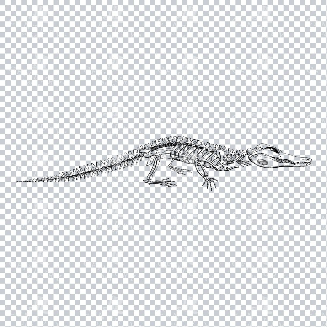 Line Art PNG Illustration of an Alligator Skeleton No.1