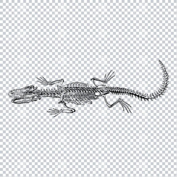 Line Art PNG Illustration of an Alligator Skeleton No.2