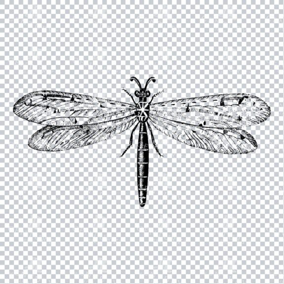 Line Art PNG Illustration of an Antlion Dragonfly