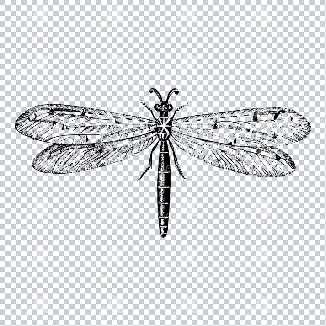 Line Art PNG Illustration of an Antlion Dragonfly