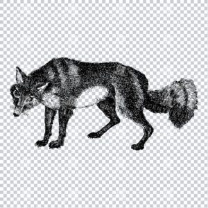 Line Art PNG Illustration - Arctic Fox