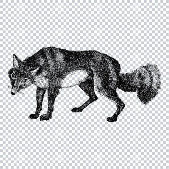 Line Art PNG Illustration - Arctic Fox