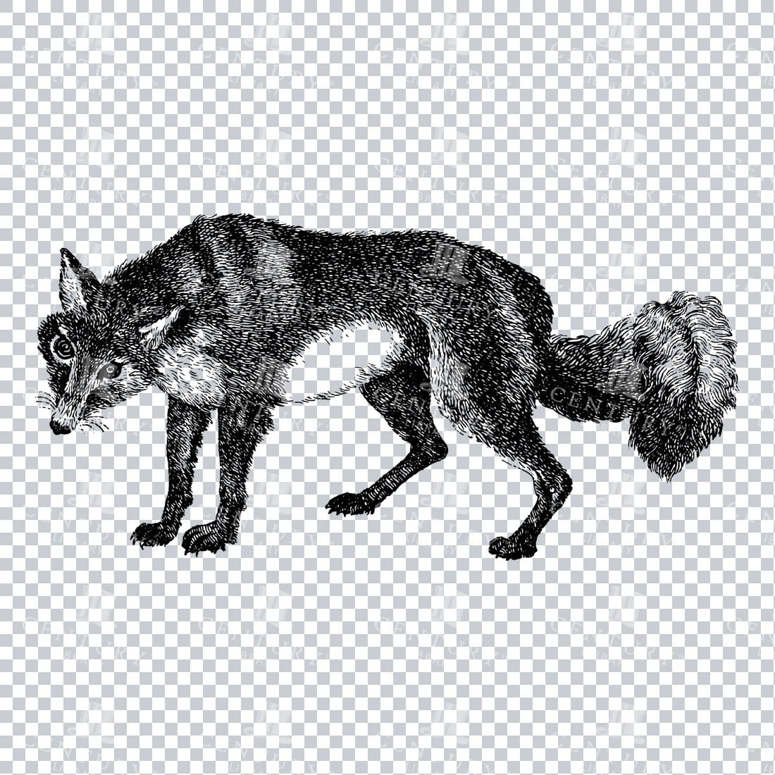 Line Art PNG Illustration - Arctic Fox