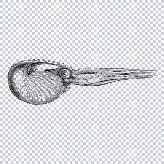Line Art PNG Illustration - Argonaut Octopus