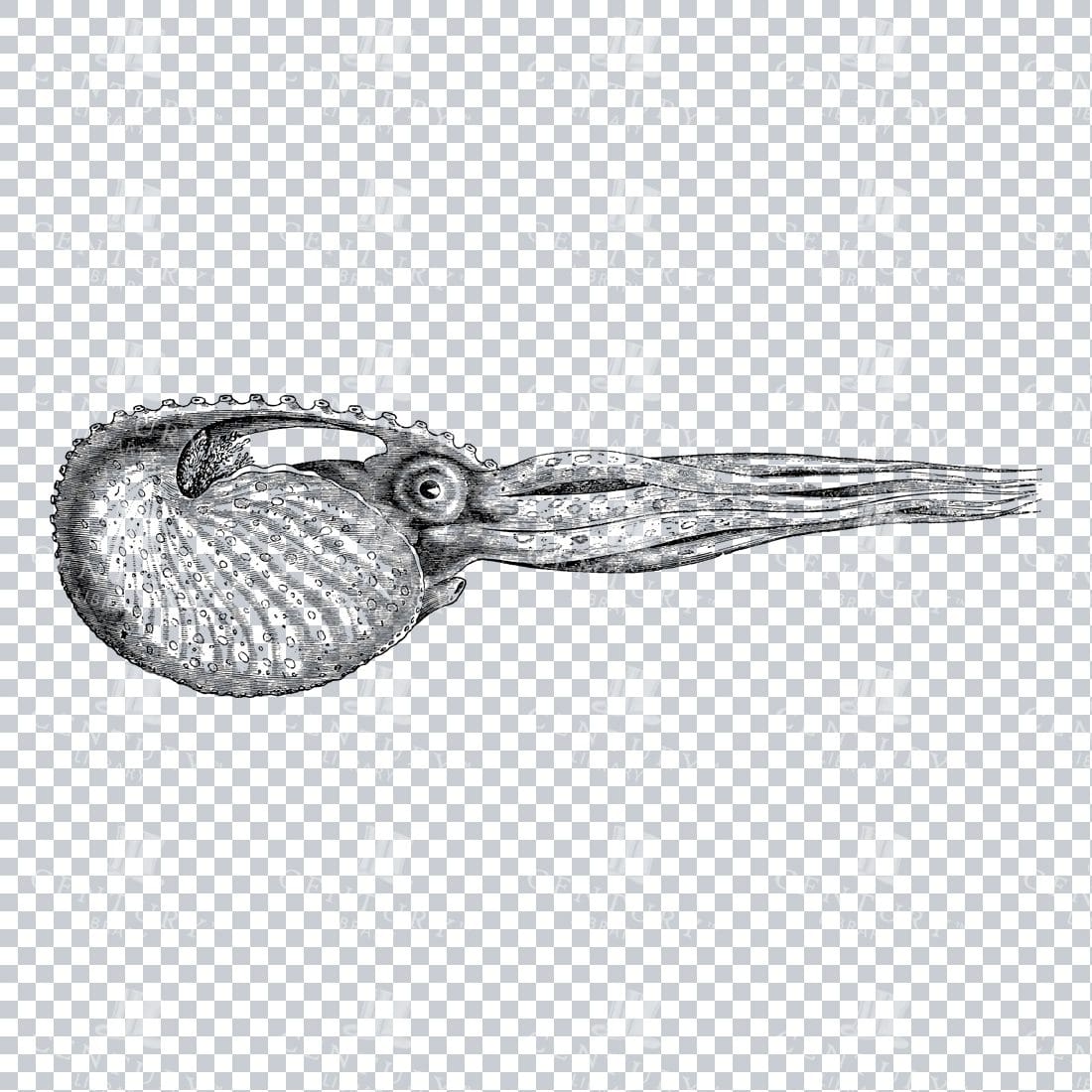 Line Art PNG Illustration - Argonaut Octopus