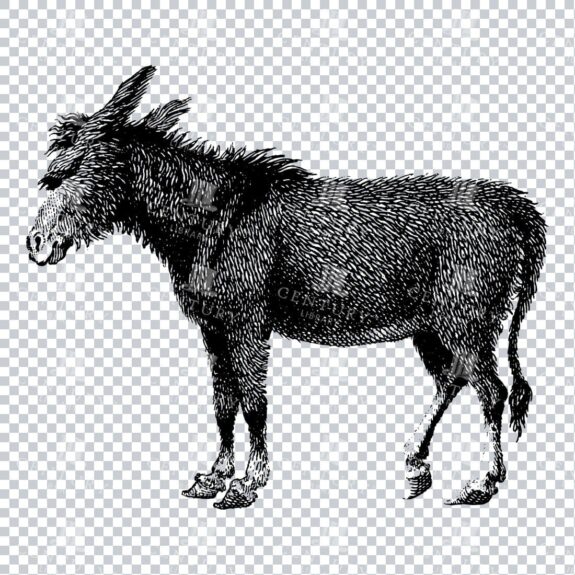 Vintage Line Art PNG Illustration - Wild Donkey / Ass