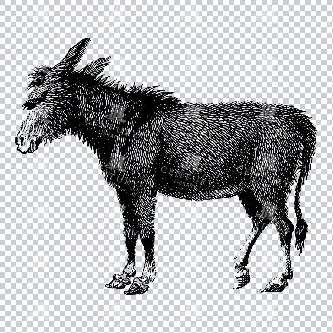Vintage Line Art PNG Illustration - Wild Donkey / Ass