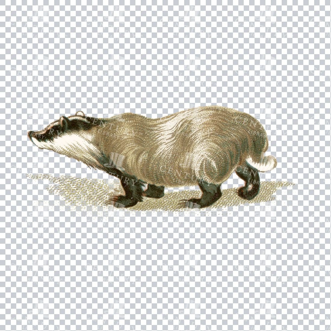Vintage Color Illustration of a Badger