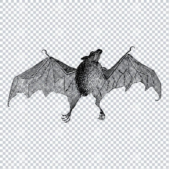 Line Art PNG Illustration - Bat No.1