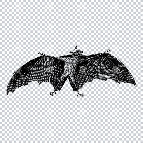 Line Art PNG Illustration - Bat No.2